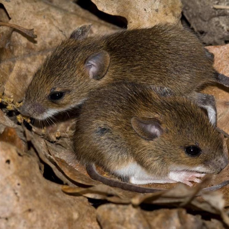 Уничтожения мышей в частном доме в Орле?