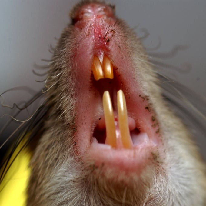 Дератизация крыс в Орле?